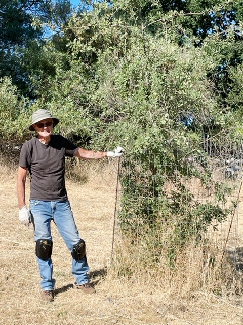 Terry getting ready to weed and mulch a Valley Oak tree!